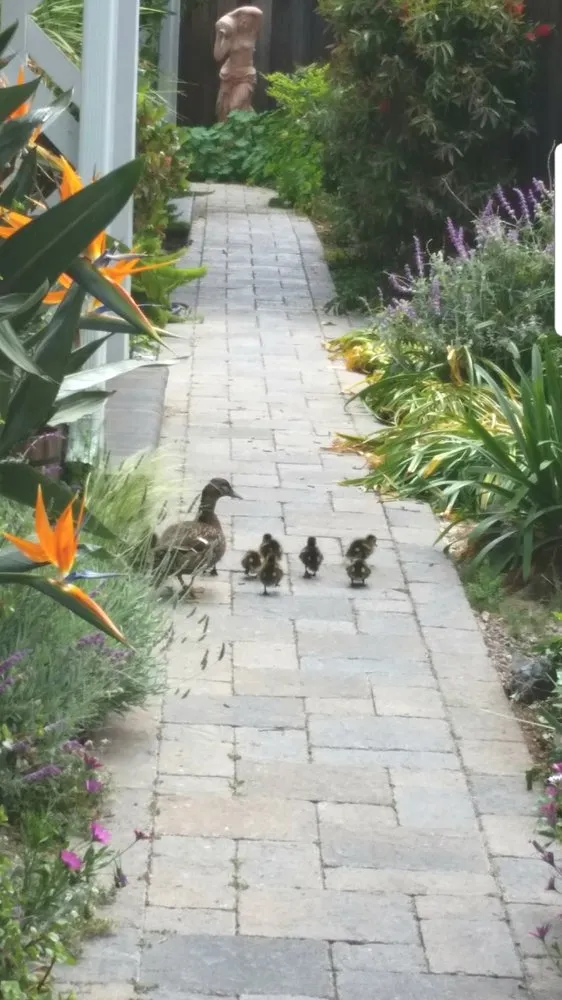 Reliable lawn mowing service near you across Menlo Park, CA - Angel's Gardening Service MB