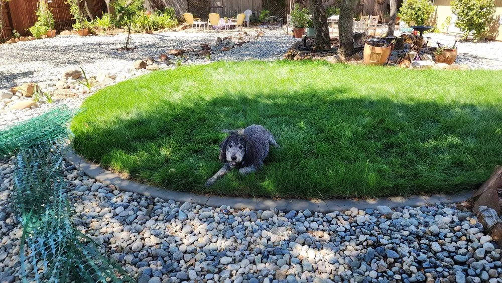 Custom lawn care service in Placerville, CA - Angels Landscape