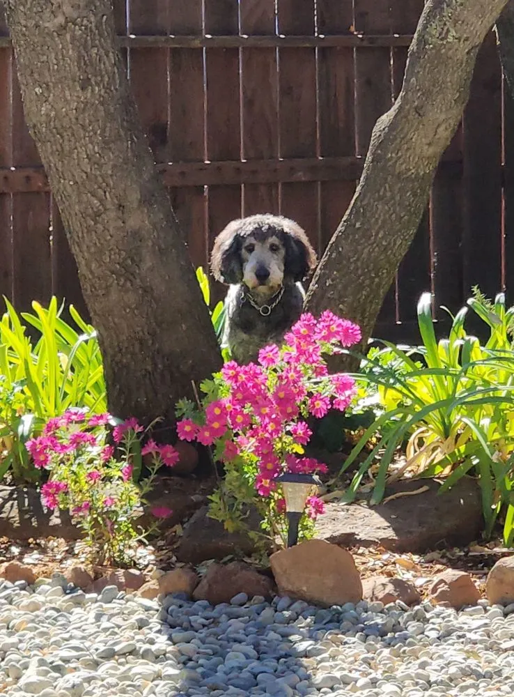 Expert yard cleanup service in Placerville, CA - Angels Landscape