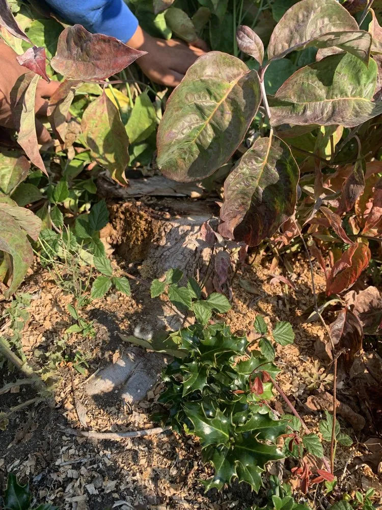 Custom landscaping services experts serving Everett, WA - Angel’s Landscaping