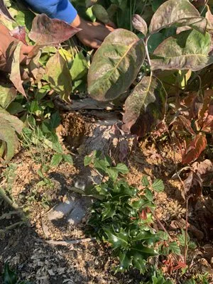 Angel’s Landscaping Logo