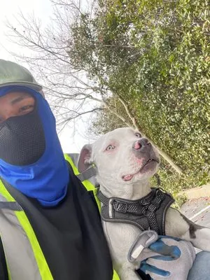 Angel’s Landscaping Service Logo