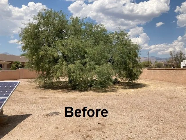 Professional yard maintenance in Tucson, AZ - Angel's Landscaping