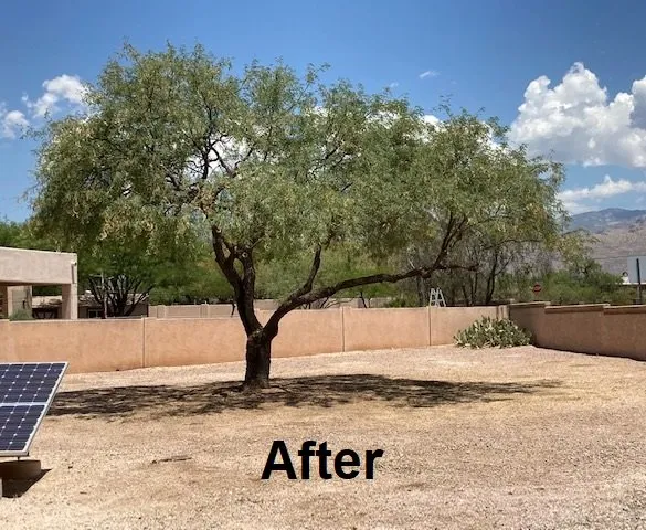 Reliable landscape installation for homes across Tucson, AZ - Angel's Landscaping