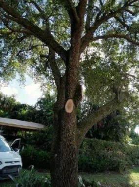 Expert landscape design with custom design in Lake Worth, FL by Angel’s Lawn Service