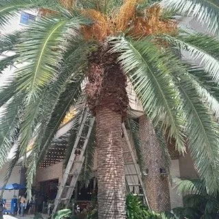 Local yard cleanup service near you across Lake Worth, FL - Angel’s Lawn Service