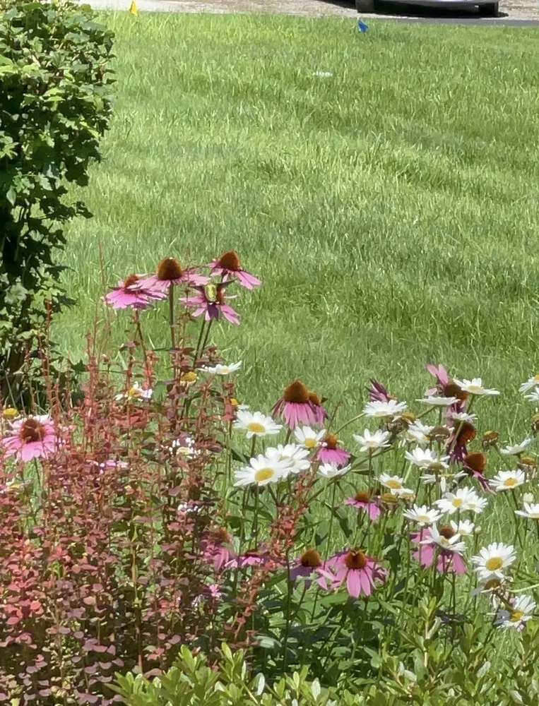 Expert yard cleanup service for outdoor upgrades across Toledo, OH - Angel's Lawn Service