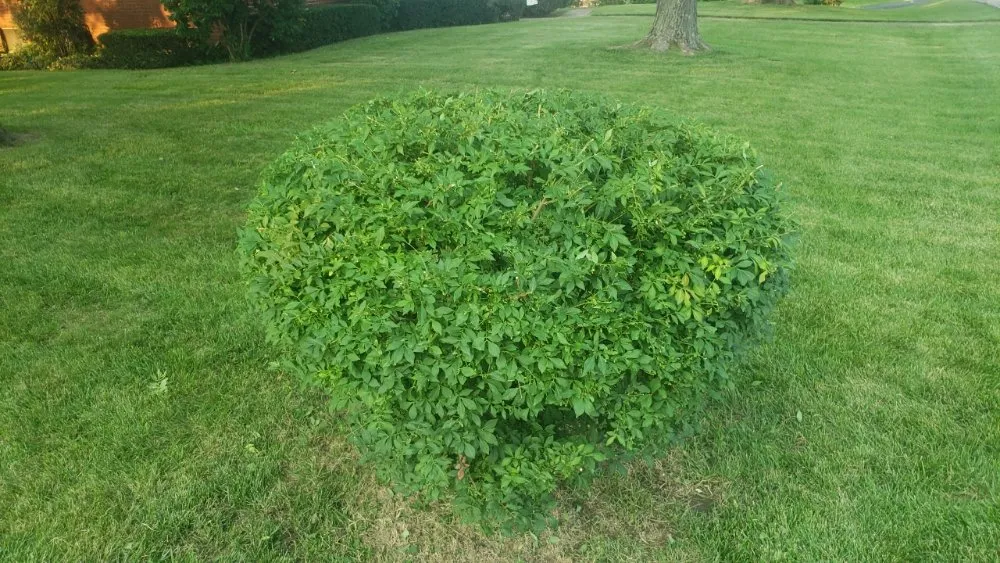 Top-rated lawn mowing service for year-round maintenance in Georgetown, KY by Angels Lawncare