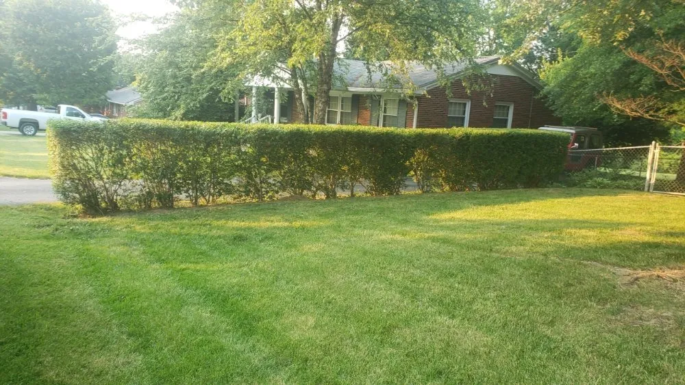 Top-rated yard maintenance near you across Georgetown, KY - Angels Lawncare