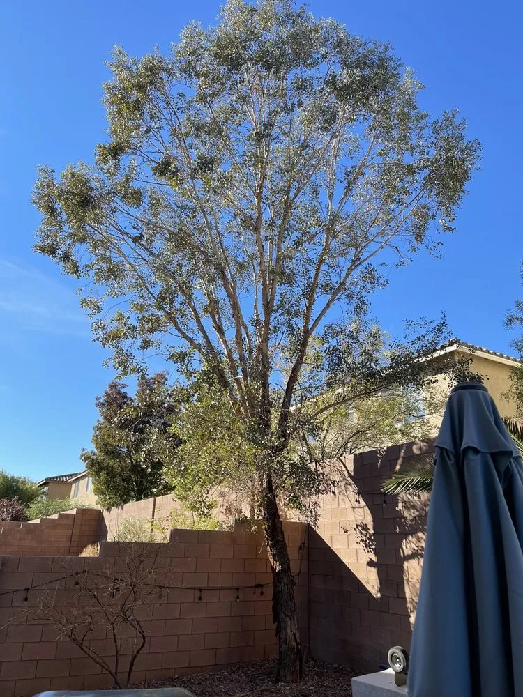 Reliable outdoor landscaping in North Las Vegas, NV - Angel's PalmTree Services