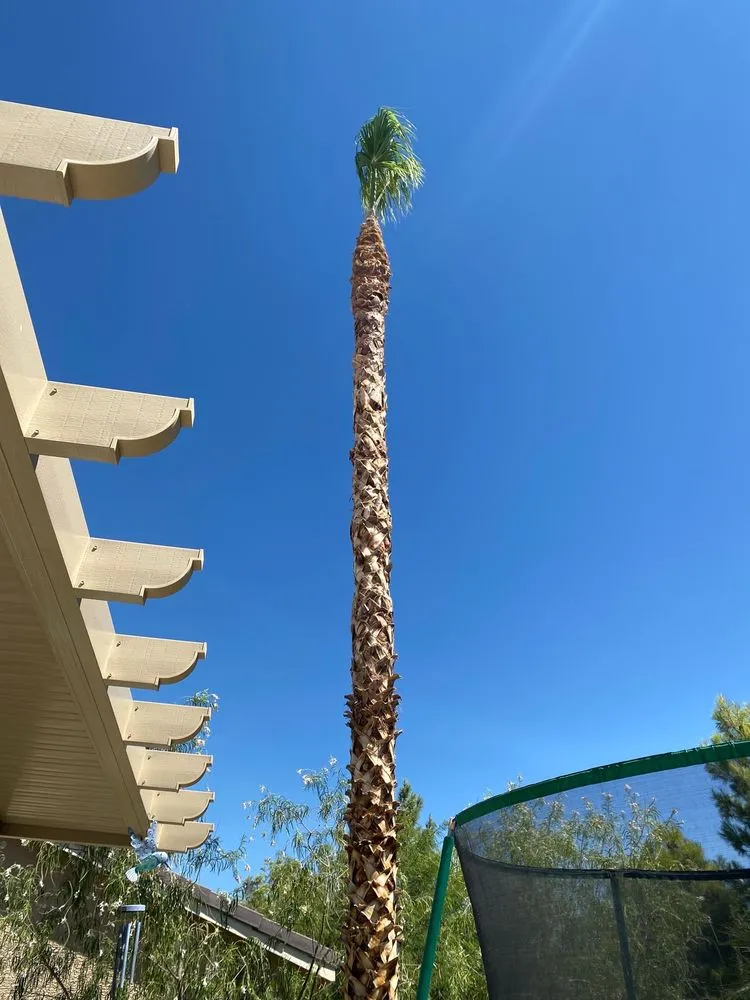 Reliable residential landscaping in North Las Vegas, NV by Angel's PalmTree Services