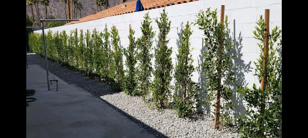 Reliable outdoor landscaping in Cathedral City, CA - Angel's Pro Landscaping