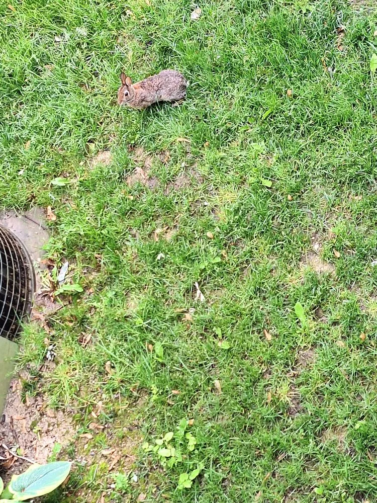 Custom landscaping services experts serving Waukegan, IL - Angel's Services Lawn Care