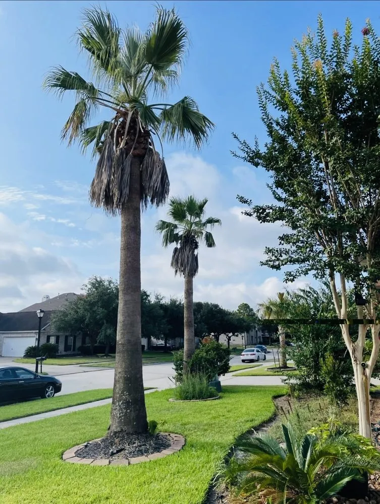 Local landscape design experts serving Katy, TX - Angel's Tree Service And Lawn Care