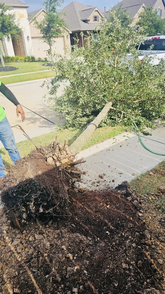 Reliable lawn mowing service for residential properties in Katy, TX by Angel's Tree Service And Lawn Care