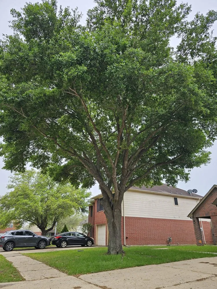 Local residential landscaping for year-round maintenance in Katy, TX by Angel's Tree Service And Lawn Care