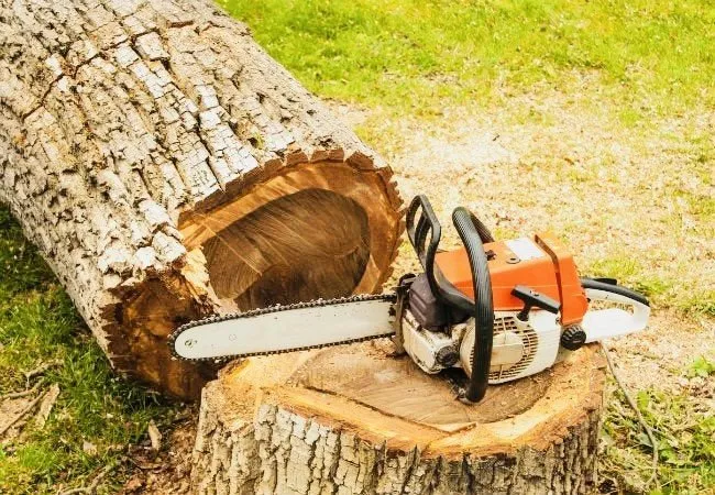 Professional yard cleanup service experts serving Katy, TX - Angel's Tree Service And Lawn Care