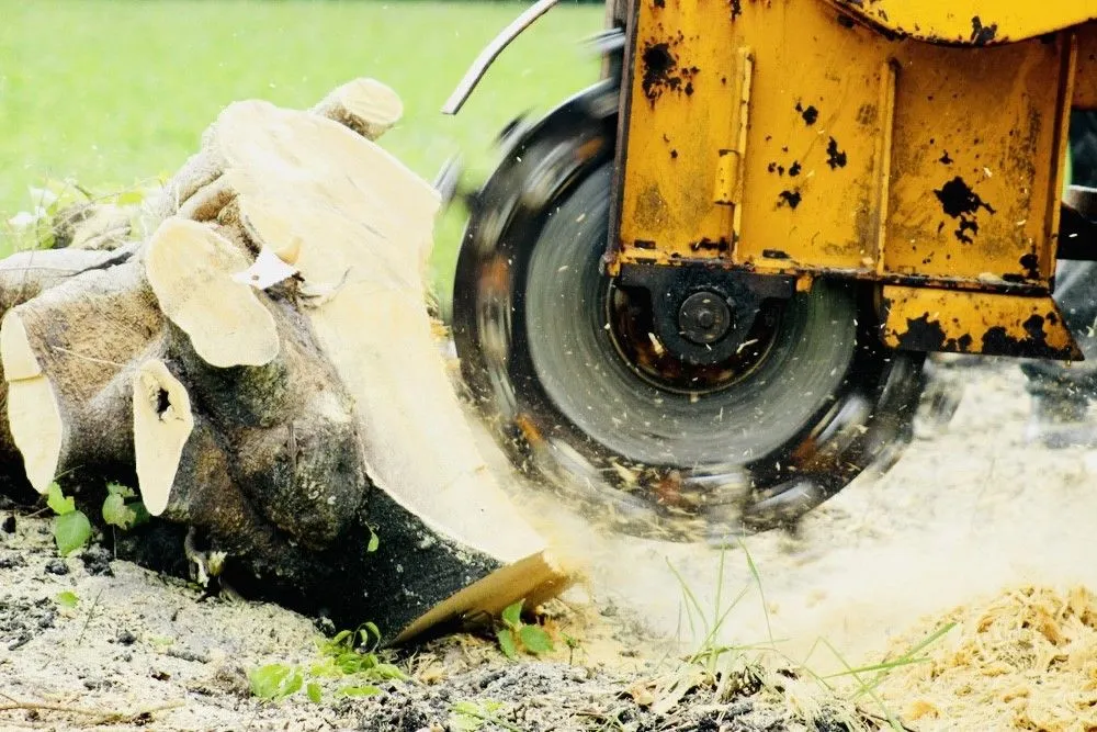 Expert landscaping services in Katy, TX by Angel's Tree Service And Lawn Care