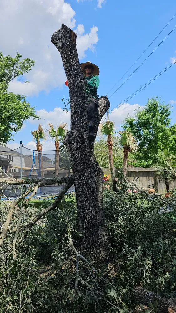 Top-rated lawn mowing service in Katy, TX - Angel's Tree Service And Lawn Care