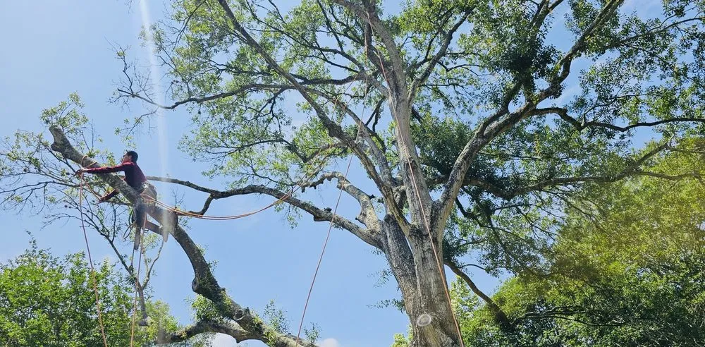 Trusted landscaping services in Katy, TX - Angel's Tree Service And Lawn Care