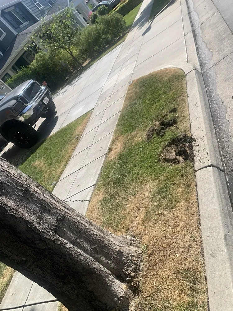 Affordable yard maintenance in Tracy, CA by Angels yard maintenance