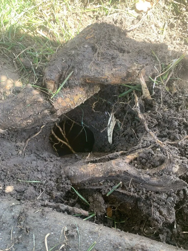 Local outdoor landscaping for homes in Tracy, CA by Angels yard maintenance