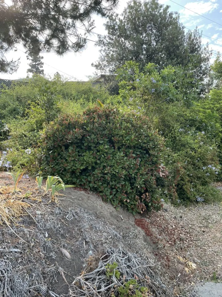 Professional yard cleanup service for outdoor upgrades across Canyon Lake, CA - Angels Yard Service