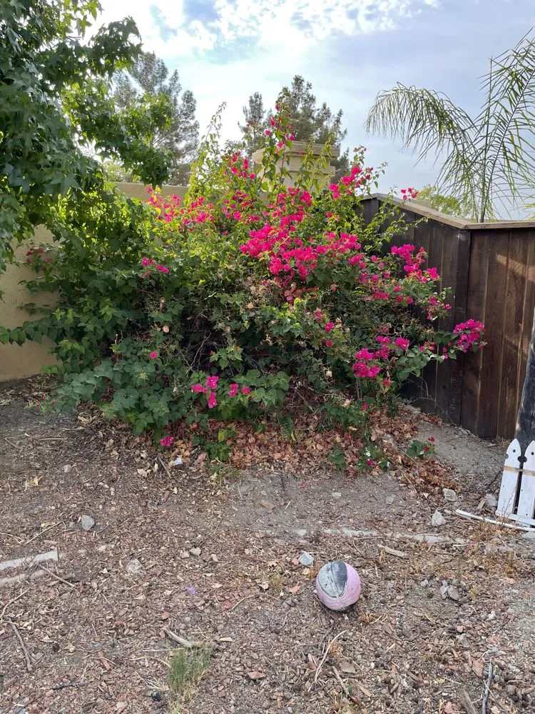 Professional yard cleanup service experts serving Canyon Lake, CA - Angels Yard Service