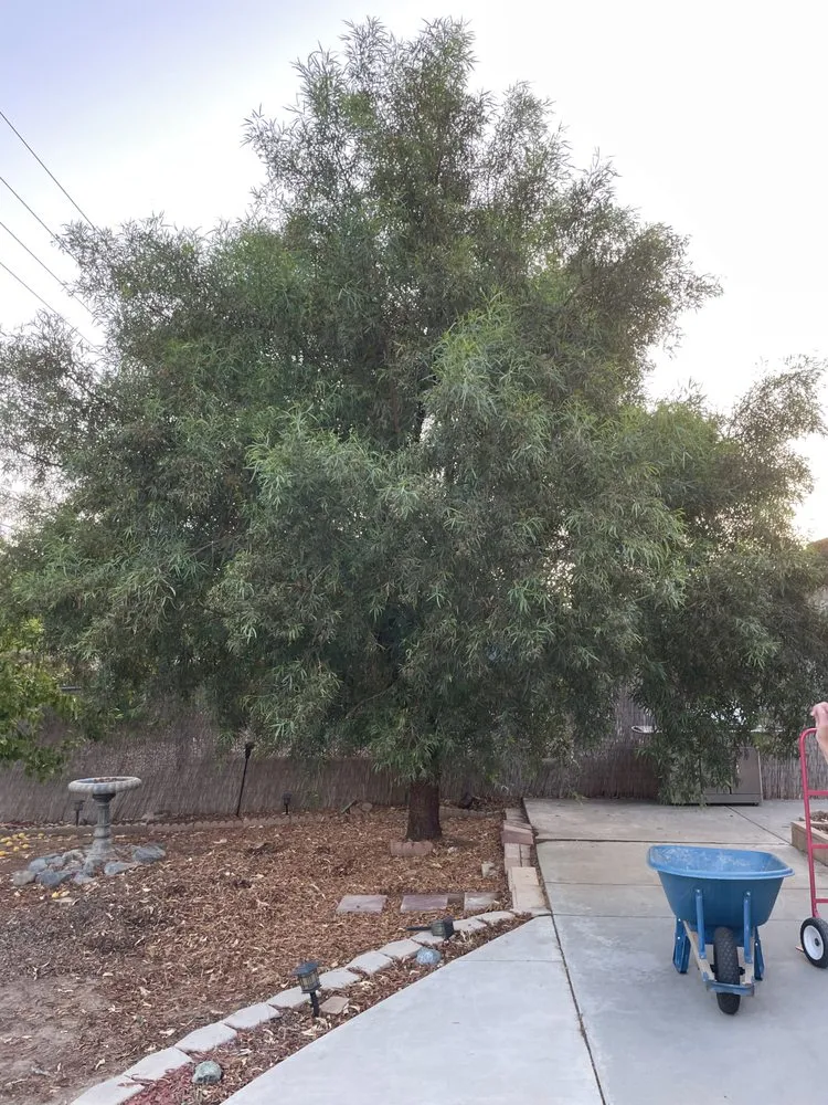 Affordable yard cleanup service for beautiful yards in Canyon Lake, CA by Angels Yard Service