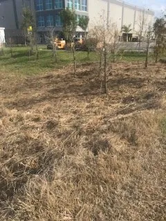 Affordable lawn care service in Sarasota, FL - Anglo American Services