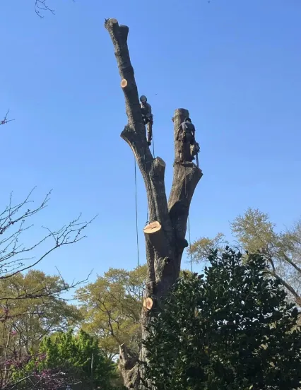 Reliable landscaping services experts serving Houston, TX - Anival's Landscaping