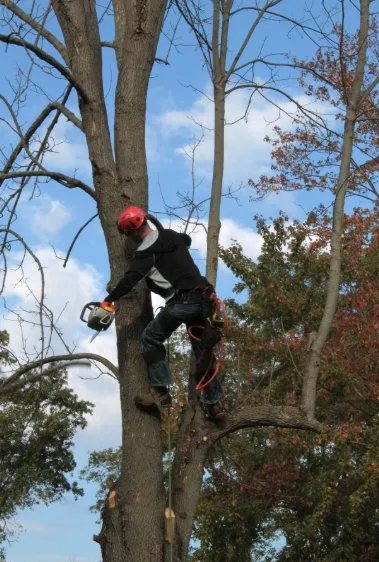 Top-rated lawn care service for beautiful yards across Houston, TX - Anival's Landscaping
