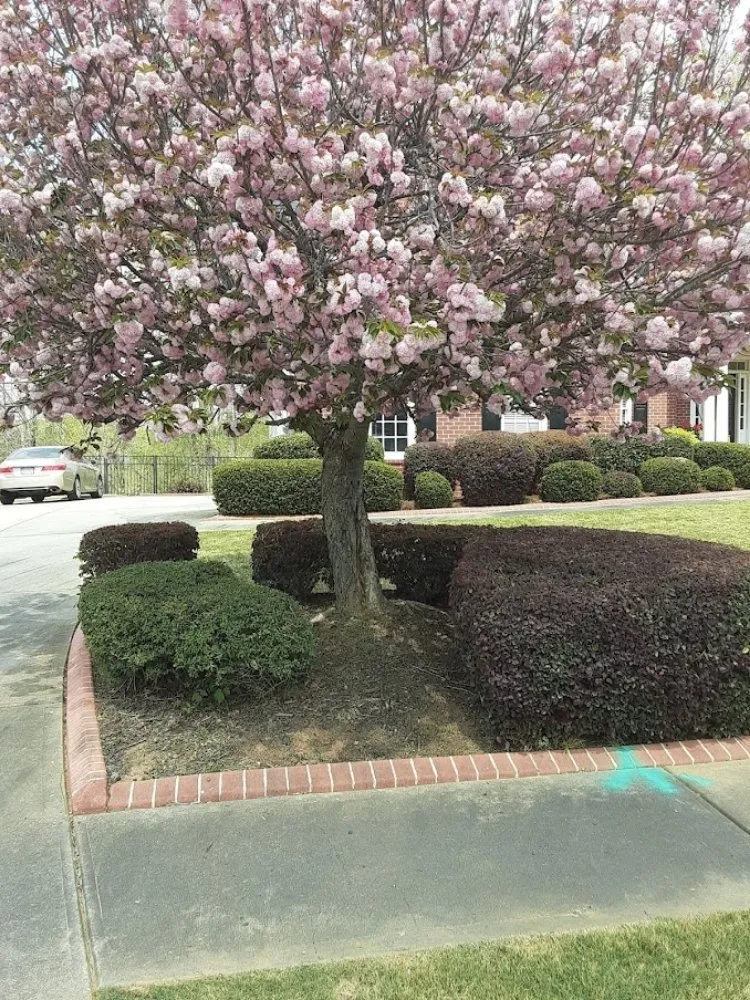 Custom lawn mowing service in Fayetteville, GA by Anj Exterior Maintenance