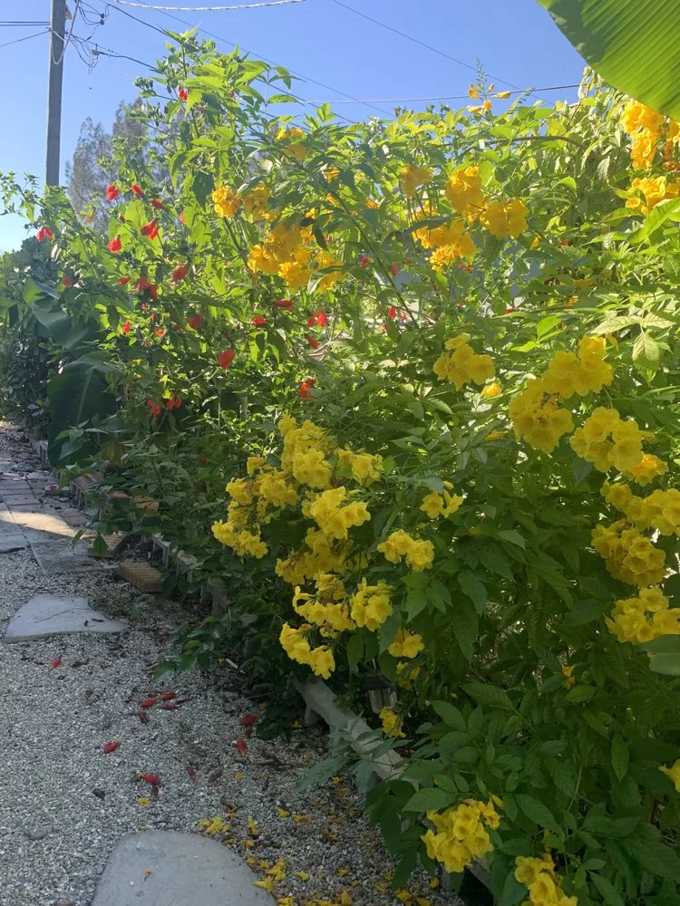 Trusted lawn mowing service in Indiantown, FL by Anna Lawn Service