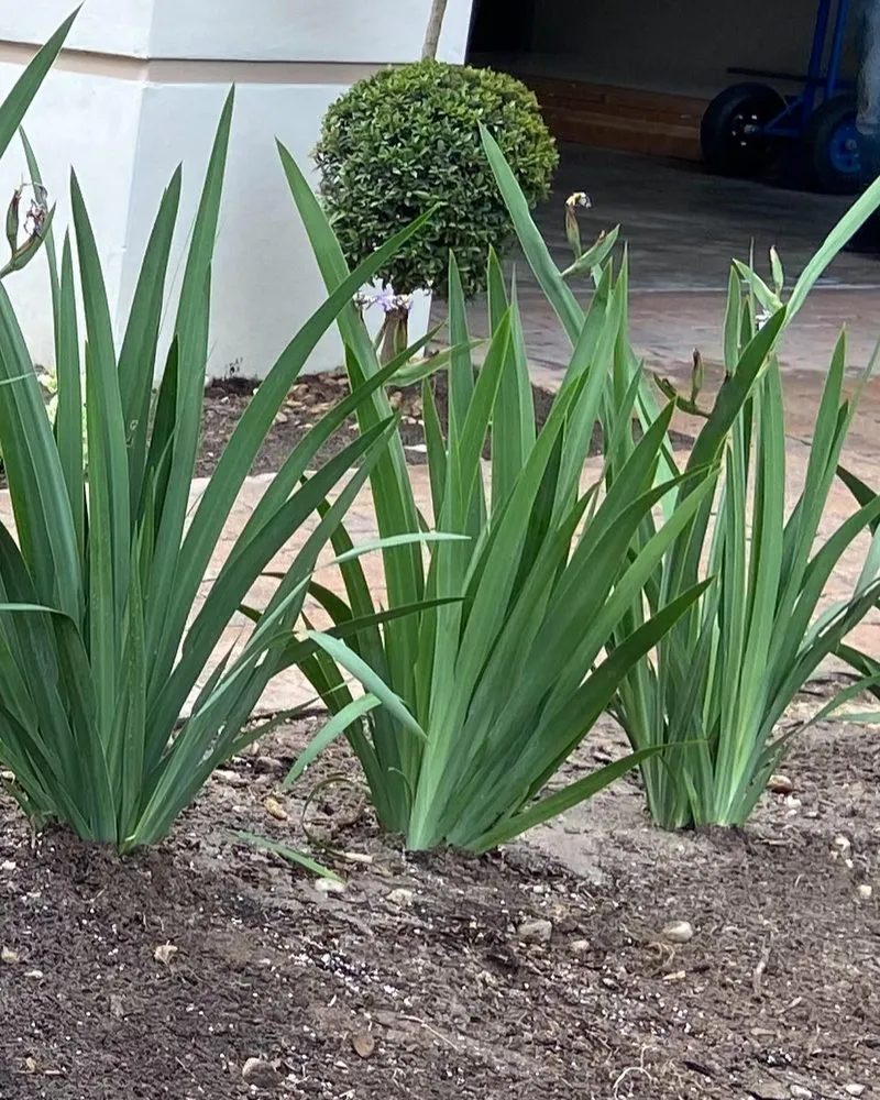 Local yard cleanup service for beautiful yards in Kent, WA by Annabella Chacon Landscaping