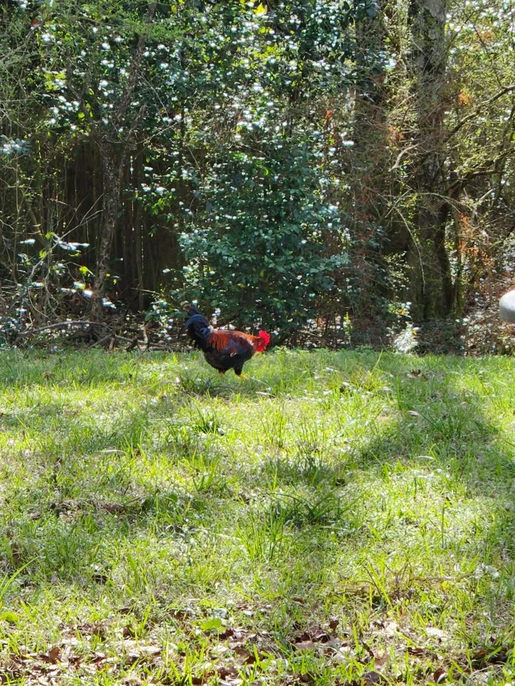 Trusted landscaping services near you across Cantonment, FL - Anna's Hoe Hop