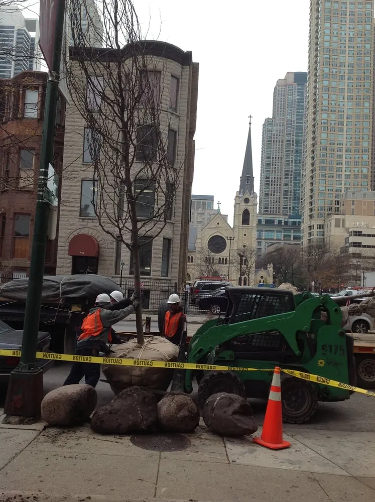 Trusted yard cleanup service in Chicago, IL - Anne Roberts Gardens