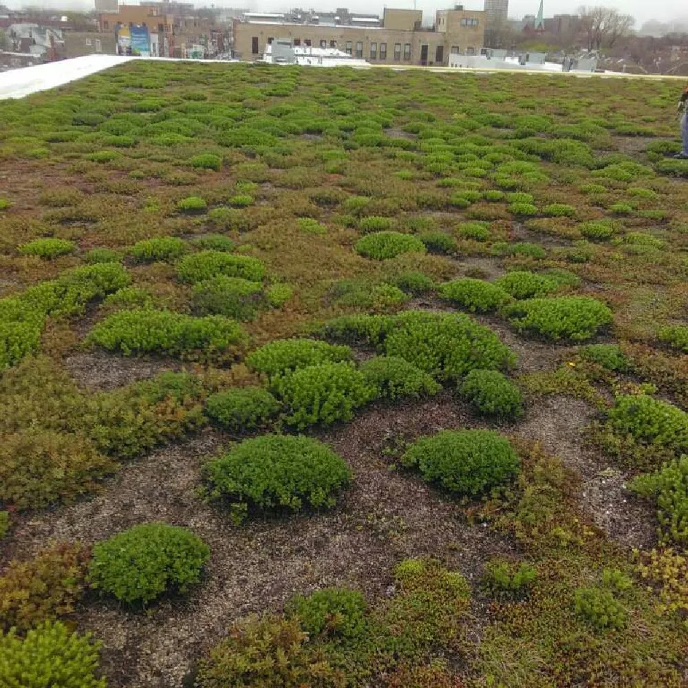 Trusted yard maintenance near you across Chicago, IL - Anne Roberts Gardens