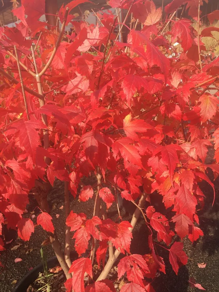 Custom landscape installation in Dixon, IL - Anne's Garden Center