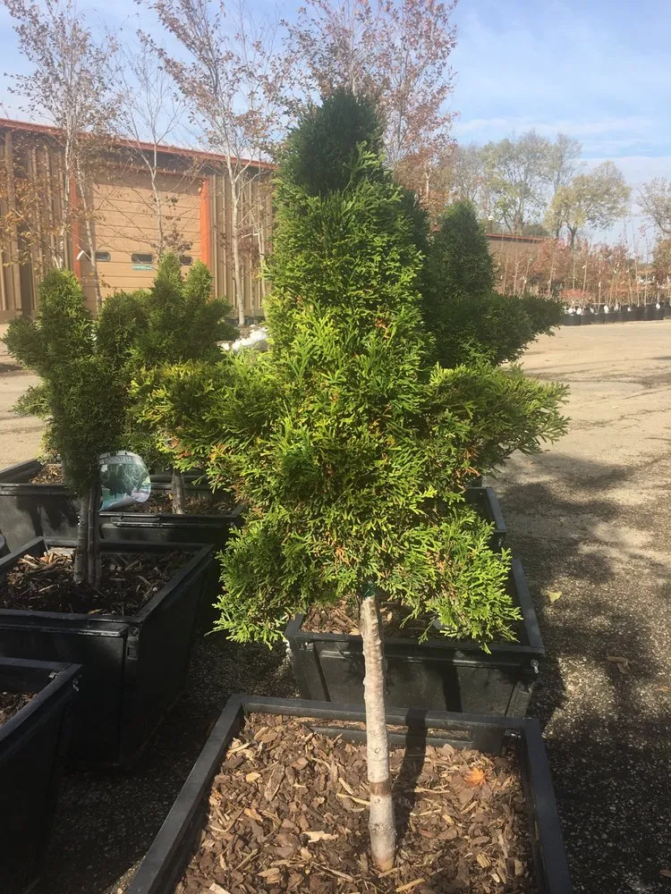 Expert lawn care service experts serving Dixon, IL - Anne's Garden Center