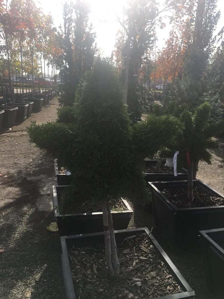 Top-rated yard cleanup service in Dixon, IL - Anne's Garden Center