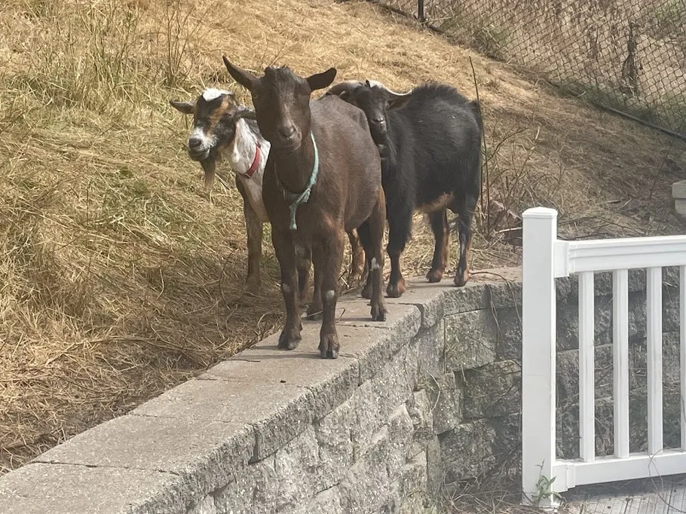 Top-rated yard maintenance in Gloucester, MA by Annisquam Landcare