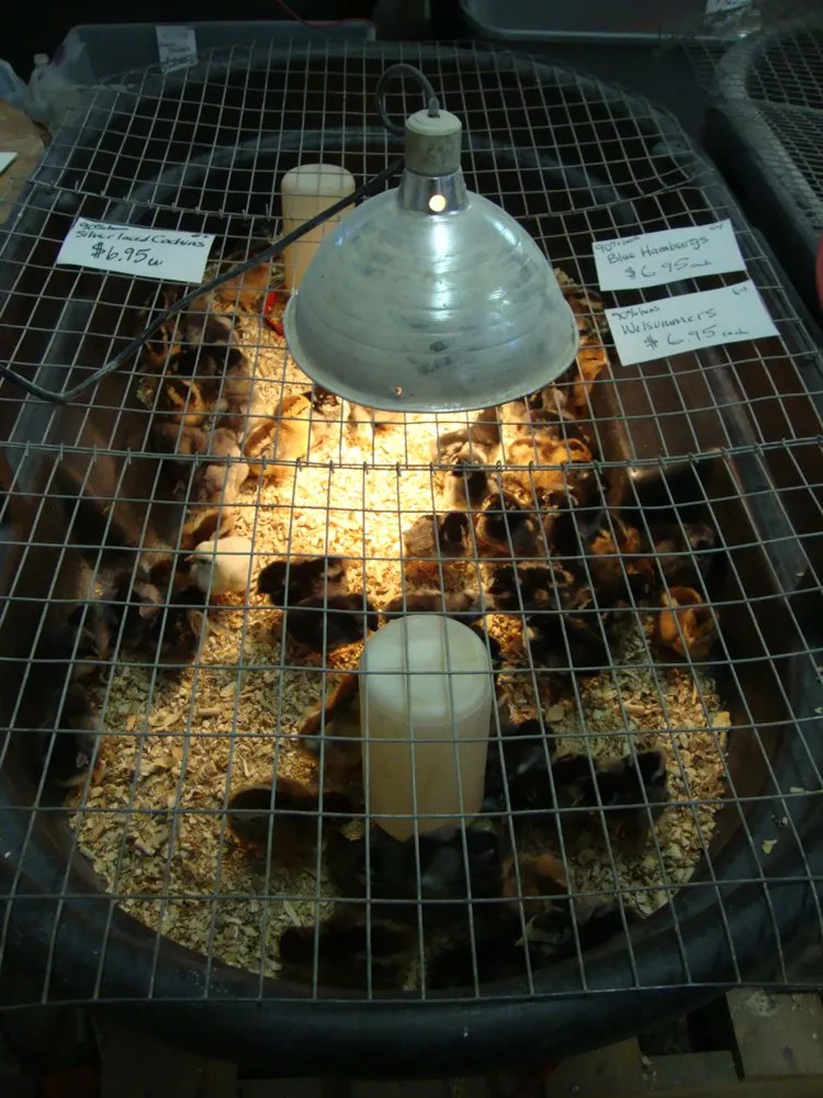 Expert landscaping services with custom design in Anoka, MN by Anoka Ramsey Farm and Garden