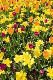 Professional yard cleanup service for homes across Brunswick, GA - Another Landscape