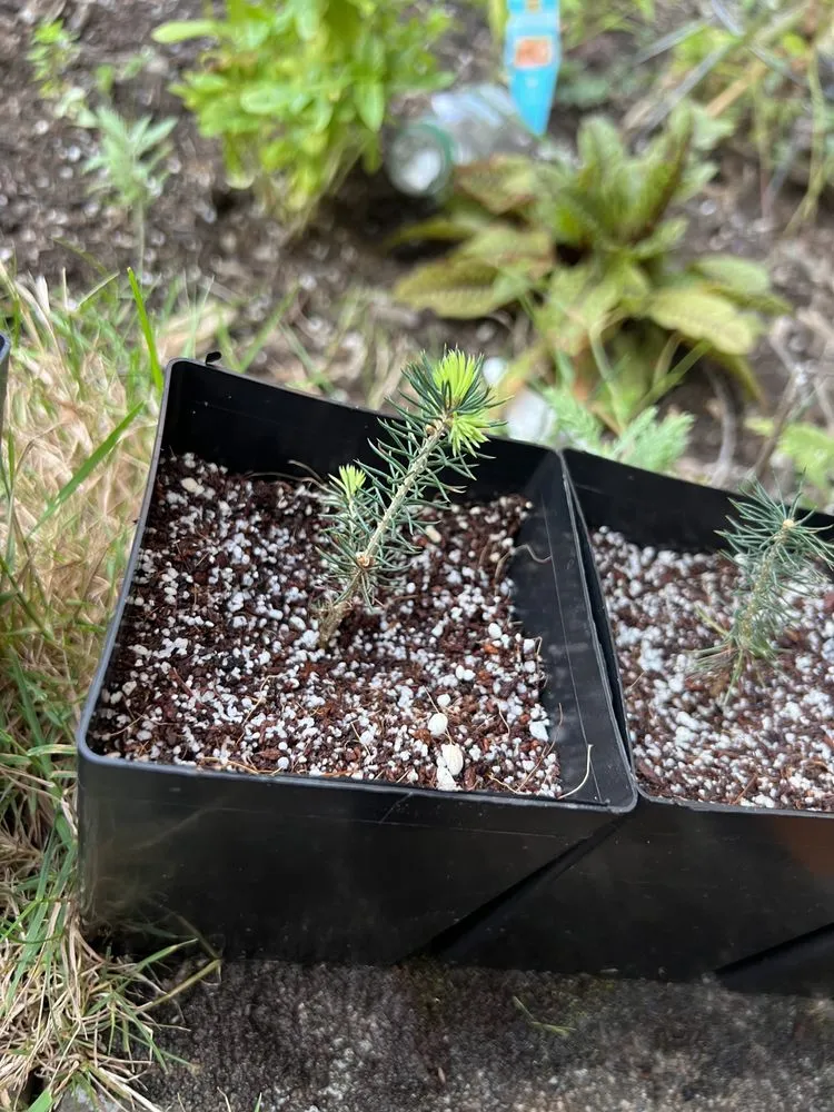 Reliable garden landscaping in Portland, OR by Ansels Arbor