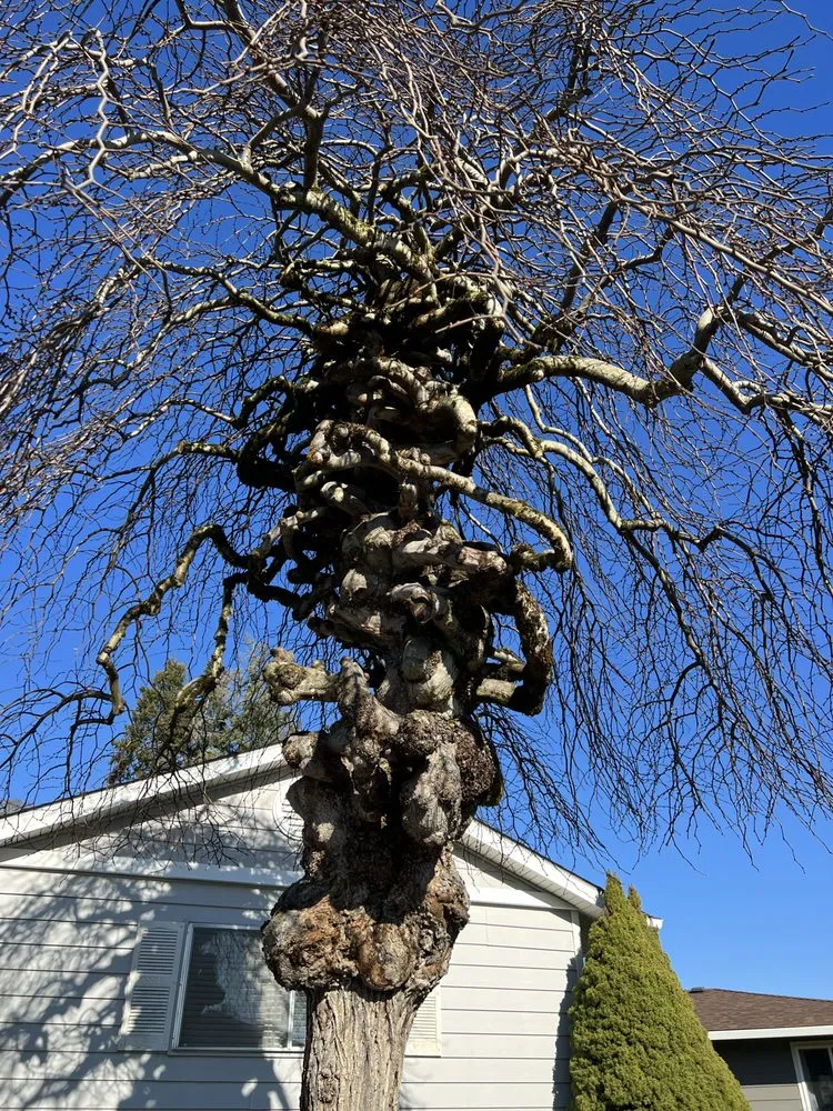 Custom landscaping services in Portland, OR - Ansels Arbor