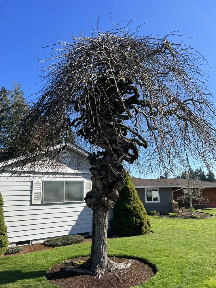 Top-rated outdoor landscaping near you in Portland, OR by Ansels Arbor