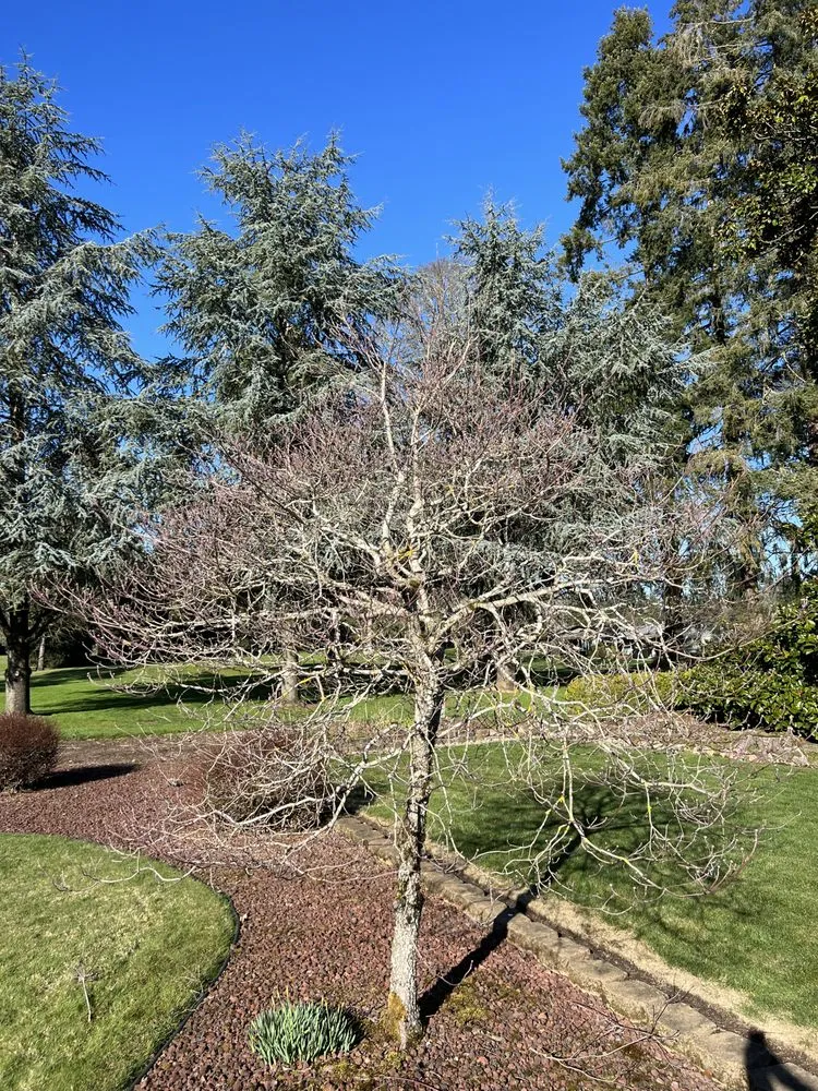 Professional yard cleanup service for homes in Portland, OR by Ansels Arbor