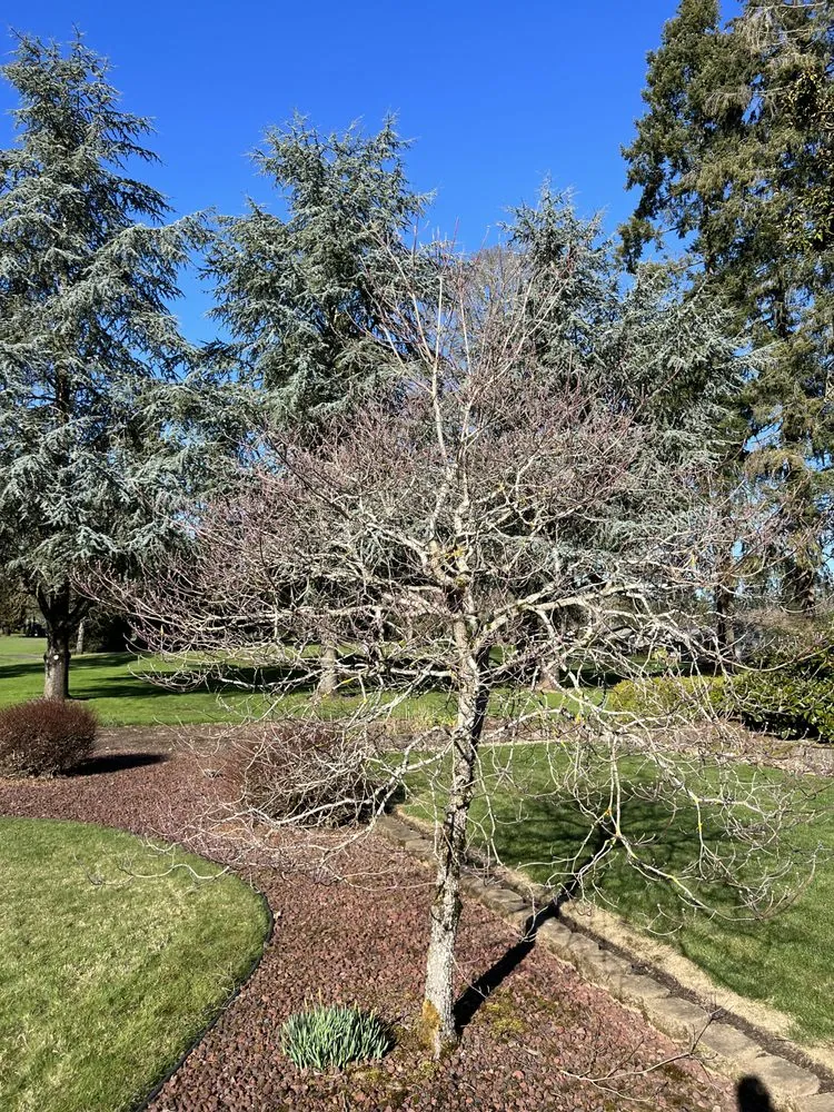 Custom yard cleanup service for residential properties across Portland, OR - Ansels Arbor