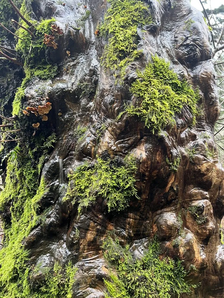 Professional outdoor landscaping experts serving Portland, OR - Ansels Arbor